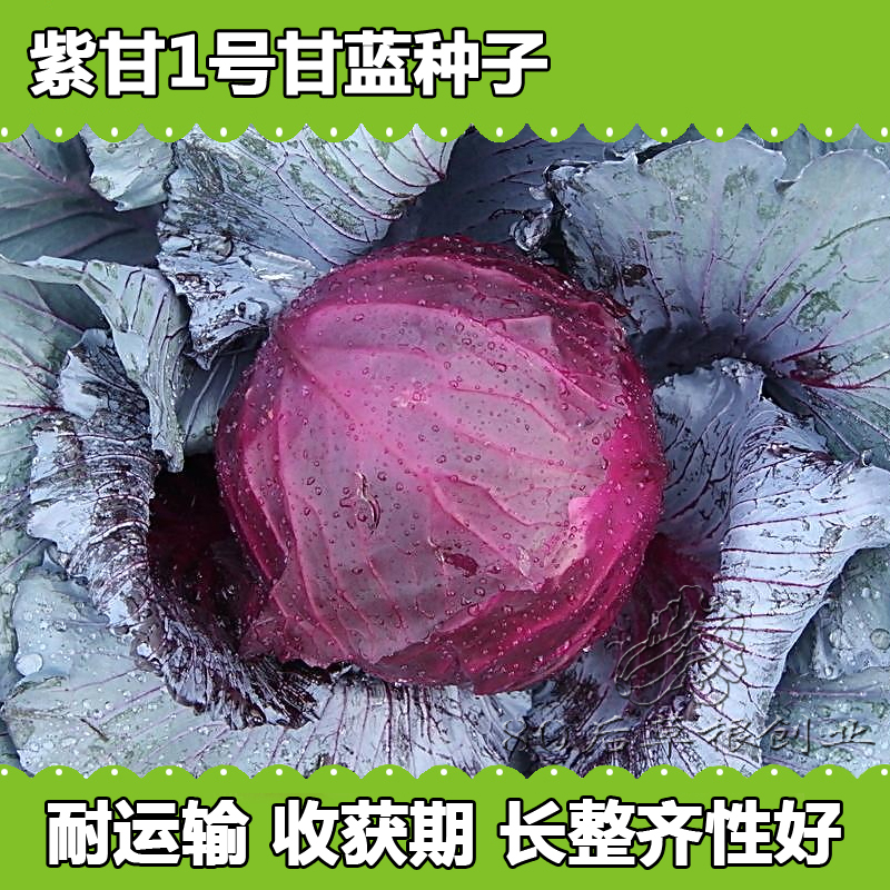 蔬菜种子-紫甘蓝包菜种子 菜种子 家庭菜园 阳台盆栽 四季播种