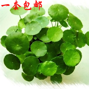 包邮土培水培铜钱草金钱草 绿萝水培 室内绿植 办公室绿植盆栽