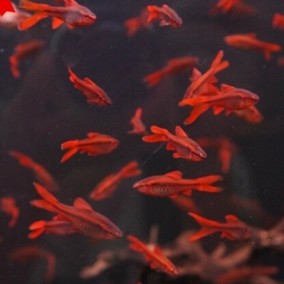 正品[樱桃灯鱼]樱桃灯鱼繁殖评测 帝王灯鱼图片