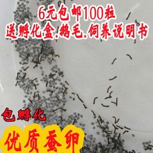 蚕子 蚕籽 送鹅毛 送孵化盒 包邮 蚕种 蚕宝宝 蚕卵