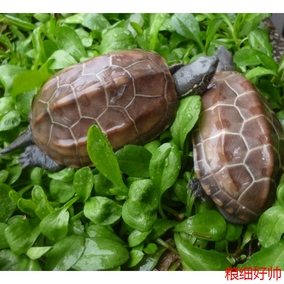 正品[墨龟大]墨龟最大能长多大评测 墨龟怎么养