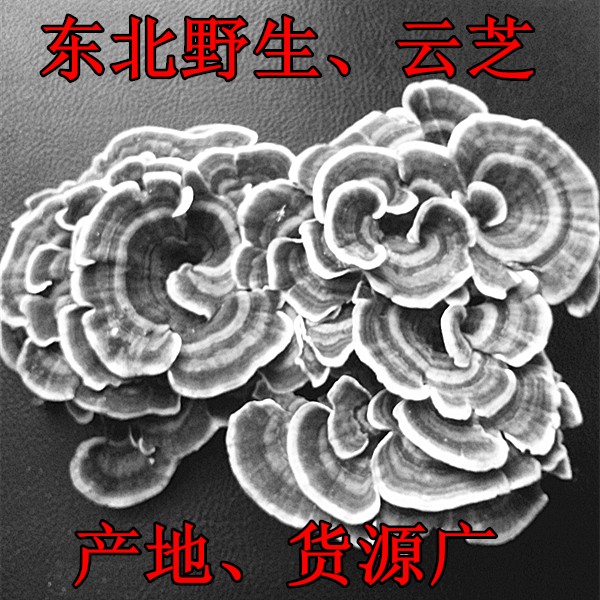 东北野生特产云芝 野生真菌 云芝 云芝蘑 整枝灵芝杂色云芝 250克