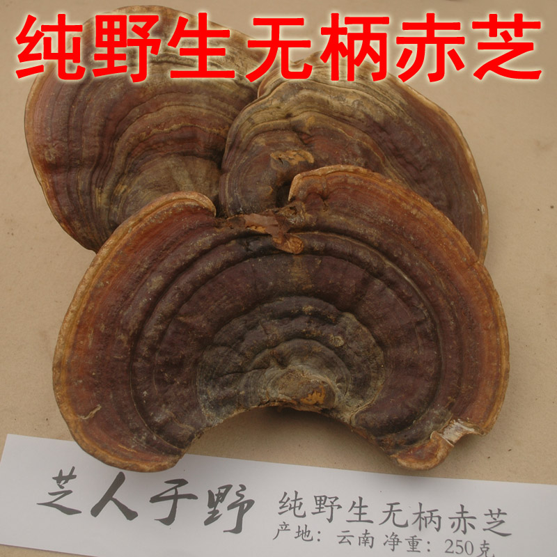 野生灵芝 云南纯野生无柄赤芝 赤灵芝 野生红芝林芝 250克