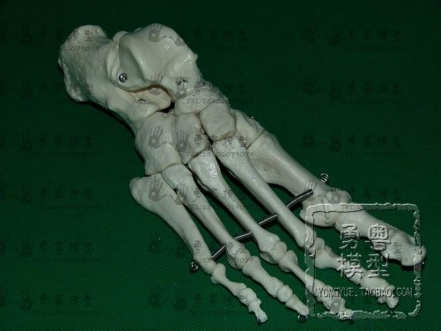 正品[人体骨骼骨架模型]人体骨骼3d模型下载评