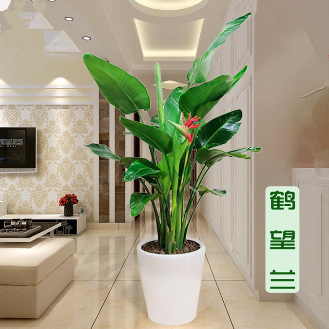 鹤望兰天堂鸟大型绿植盆栽植物花卉室内净化空气吸甲醛 包成活