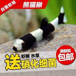 熊猫鳅 黑白鳅热带观赏鱼草缸工具鱼 观赏虾缸