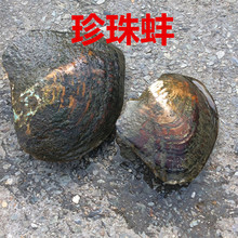 包邮 珍珠河蚌 现捞现发天然淡水珍珠蚌10年珍珠大河蚌养殖场