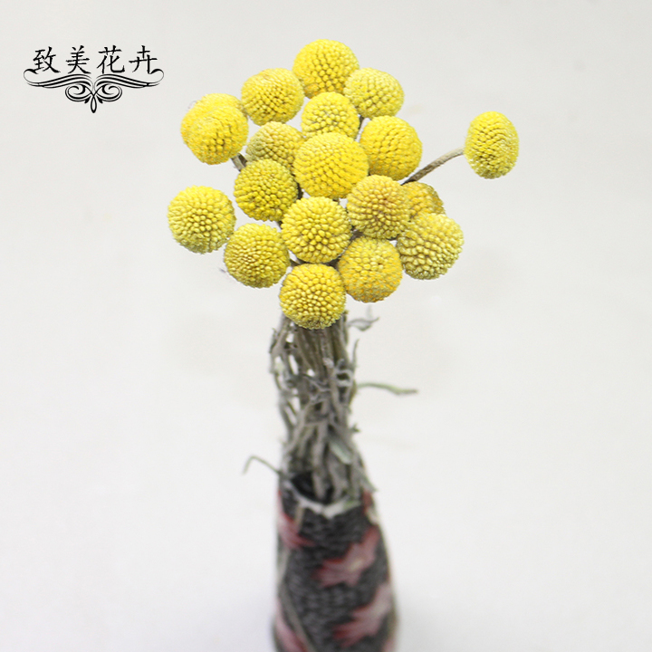 包邮昆明鲜花黄金球花 配花点缀家庭插花婚礼 可做干花 同城速递