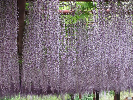 嫁接日本品种紫藤牛岛 紫色偏蓝 花絮长80cm长穗紫藤花苗紫藤树苗