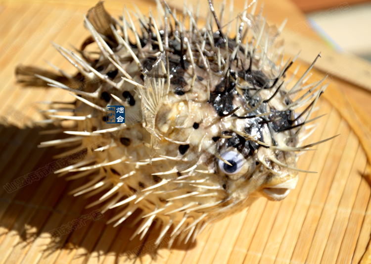 刺鱼 干鱼标本愤怒小鱼 海水刺豚标本 刺猬鱼皮 居家创意玩具摆件_双