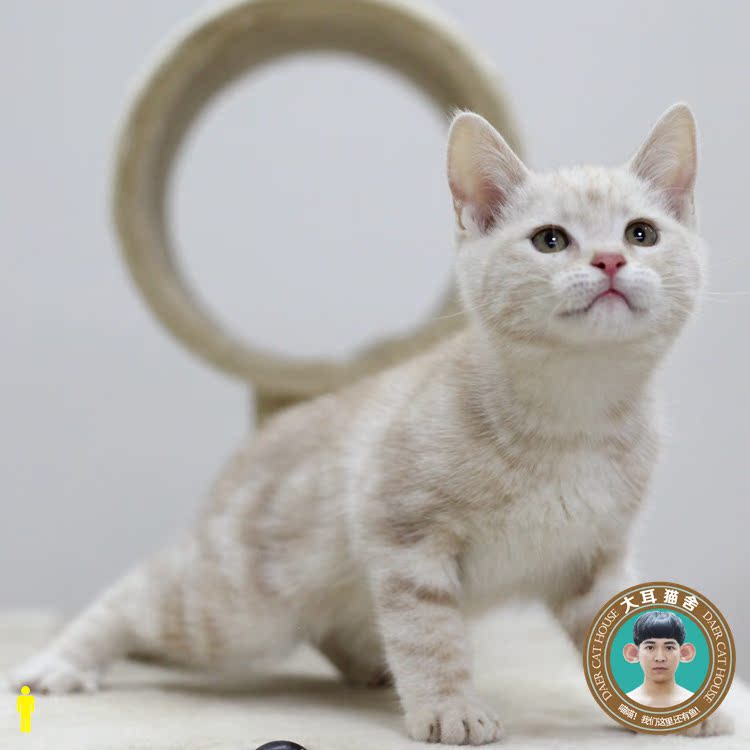 大耳猫舍|全国包邮 美短乳白起司活体乳黄凯米尔虎斑纯种家养繁殖