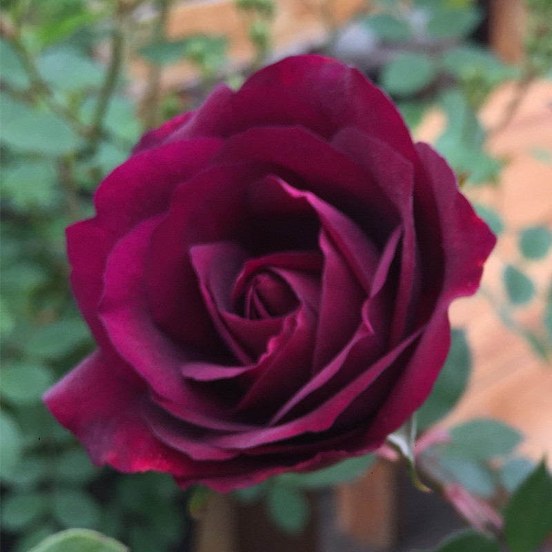 海蒂的花园 路易十四玫瑰灌木欧月紫黑色少见耐开浓香