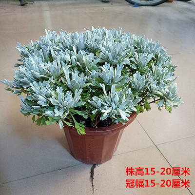 芙蓉菊 玉芙蓉 绿植花卉盆栽庭院阳台窗台楼顶开花观叶植物包邮