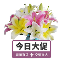 七夕情人节多色百合花鲜花速递控塑懊倒蹇赵说郊褺H