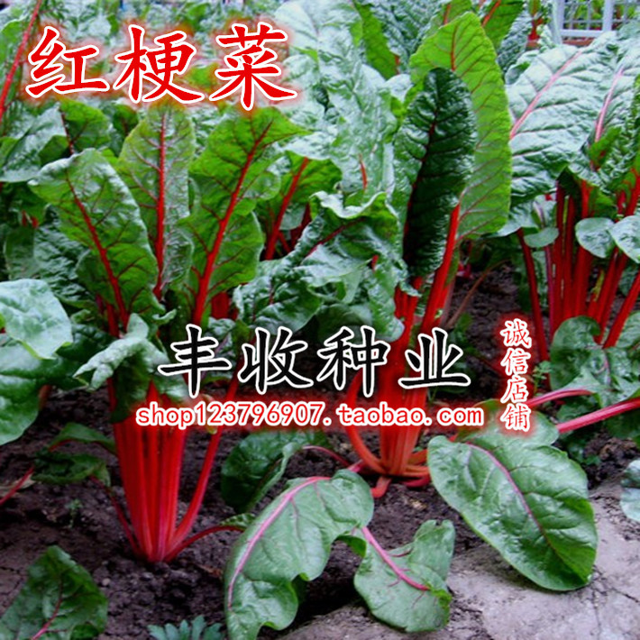 丹麦红莲草种子 救心草 红梗菠菜种子 补血补钙 软化血管 保健蔬