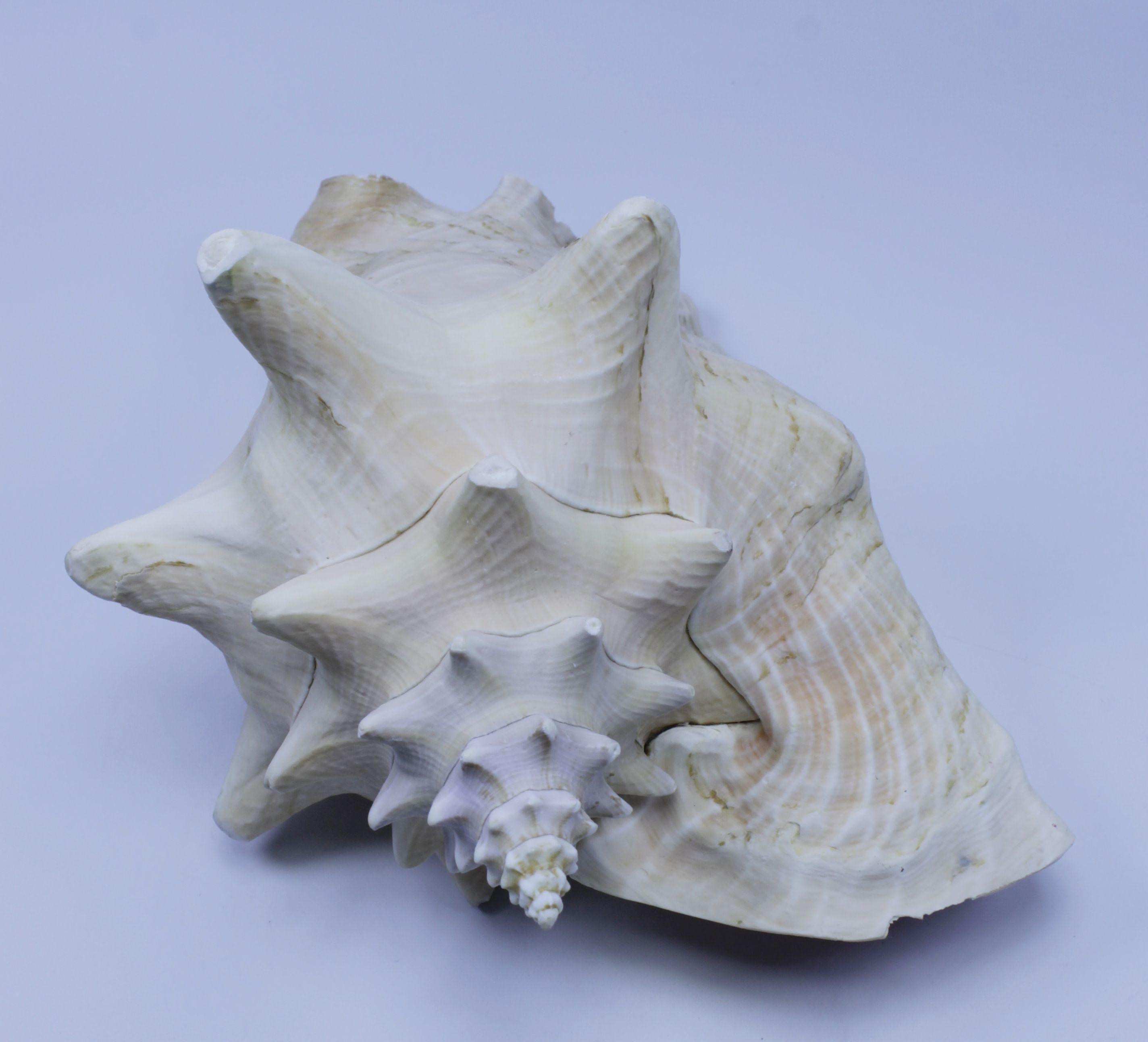 天然海螺贝壳超大摆件工艺品法器号角 胭脂螺鱼缸家居