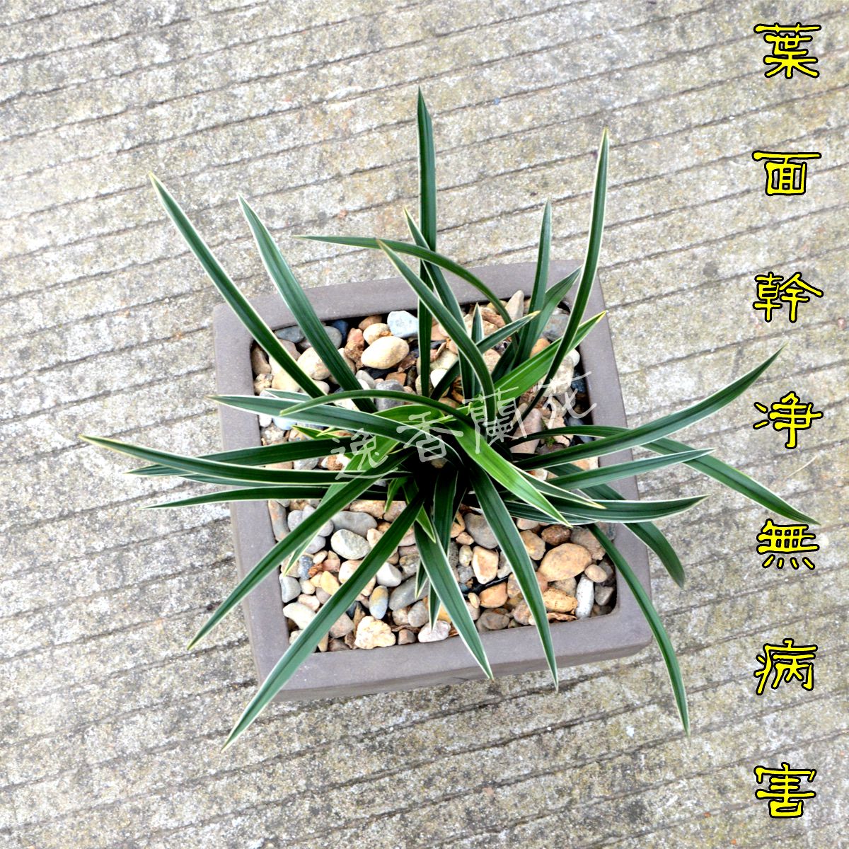 春兰雪山金边线艺兰花苗易养活室内盆栽花卉春剑奇花满就包邮