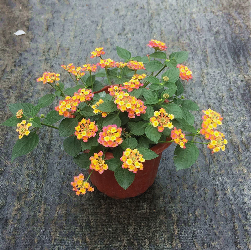 五色梅盆栽花卉绿植五色秀球混色多年生花期长容易养耐热耐寒植物