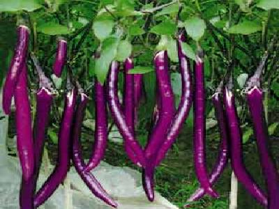 ʺ  ɫ  500g 65ͨ