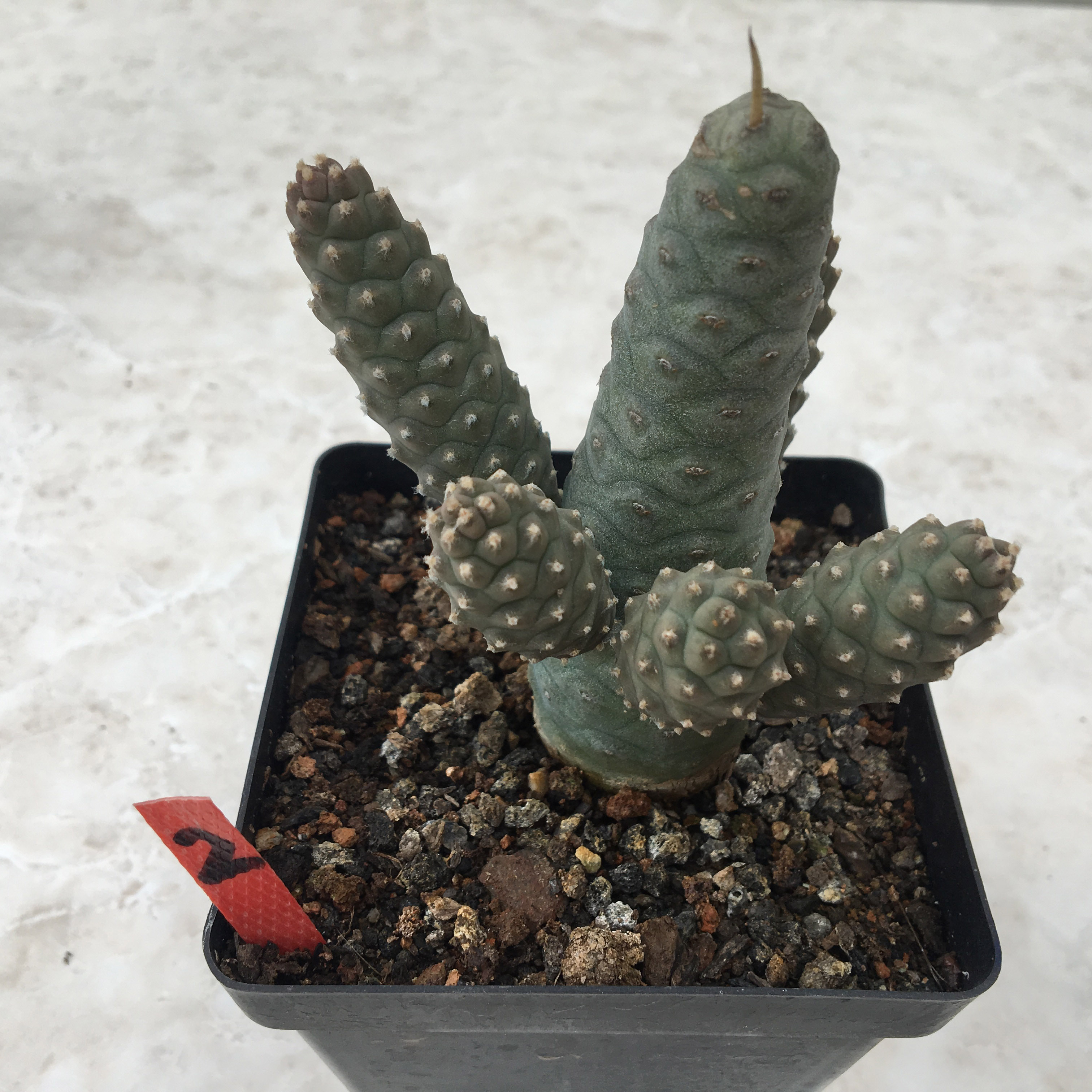 阿雅花园 多头松笠团扇仙人掌多肉植物一物一拍
