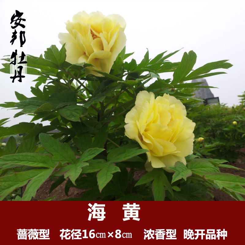 海黄菏泽牡丹花苗保证成活保证品种盆栽庭院植物绿植花卉精品