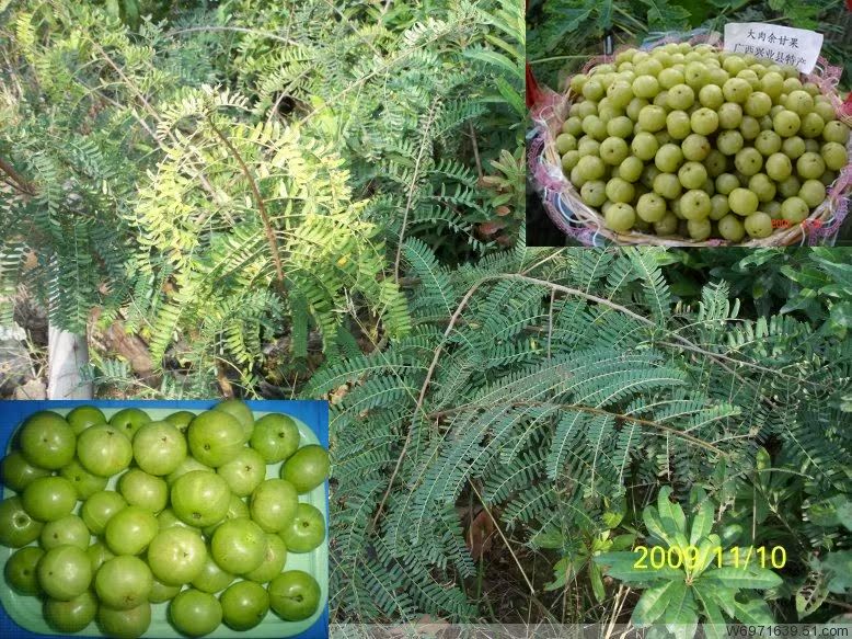 百香果苗树苗四季当年结果阳台庭院植物紫香一号鸡蛋果南北方果树