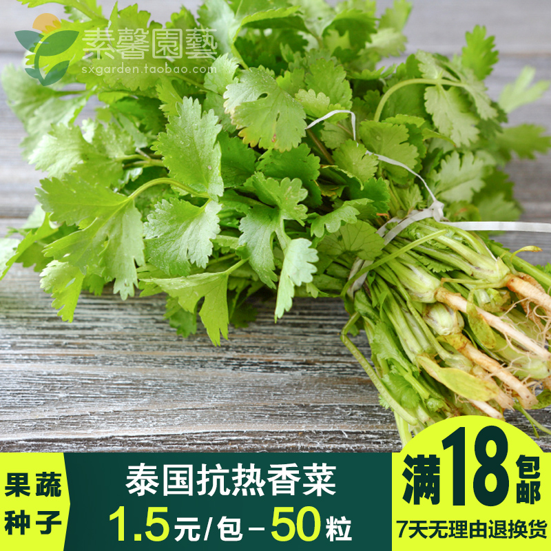 庭院阳台种菜易种盆栽蔬菜种子 泰国抗热香菜种子 芫荽籽 四季播