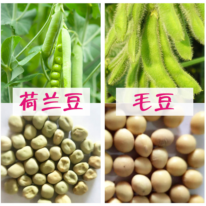 散装豌豆大青豆毛豆麻豌豆红豆绿心黑豆豇豆白芸豆红芸豆蚕豆种子