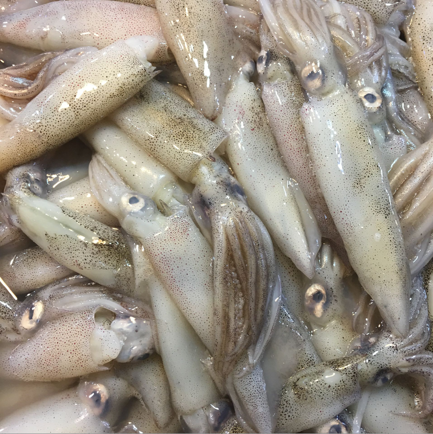 新鲜笔管 冰鲜带籽海兔小乌贼 笔管味鲜 酱焖海兔 大连特产海鲜
