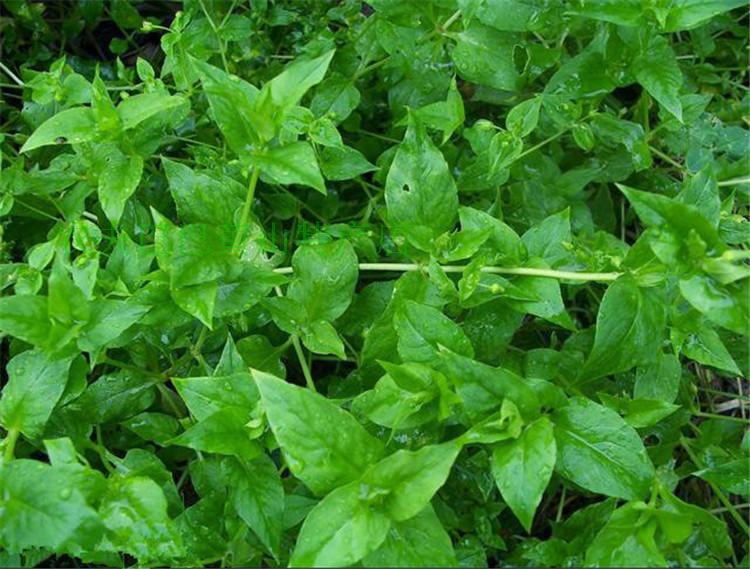 野生新鲜正品繁缕草鸡肠草滋草鹅肠菜鹅儿肠繁缕草药专卖店铺500g