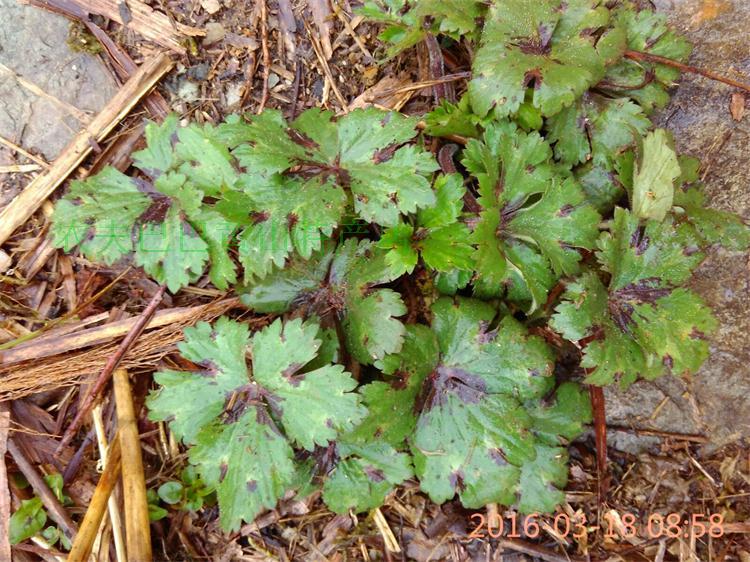 新鲜野生中药材神奇草毛莨老虎脚板底毛建草野芹菜起泡草3份包邮