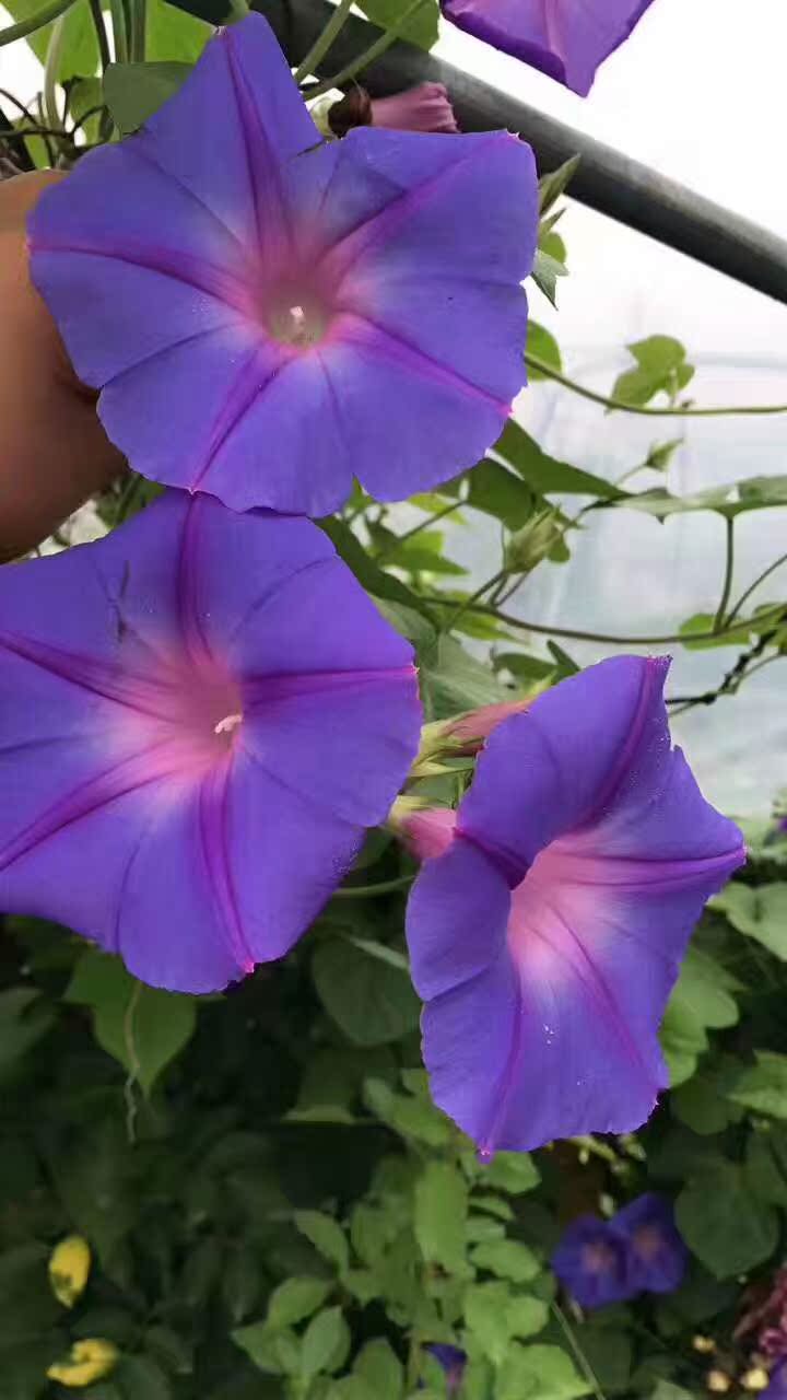 美国加州木本牵牛花爬藤大牵牛花庭院爬藤四季植物攀援牵牛花