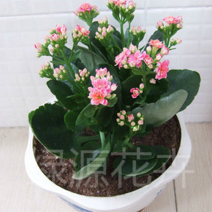 长寿花圣诞伽蓝菜室内花草植物吸甲醛 盆栽四季花卉室内盆栽绿植