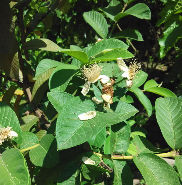 番石榴叶_特价|包邮_番石榴树苗,草莓番石榴 眼部护理