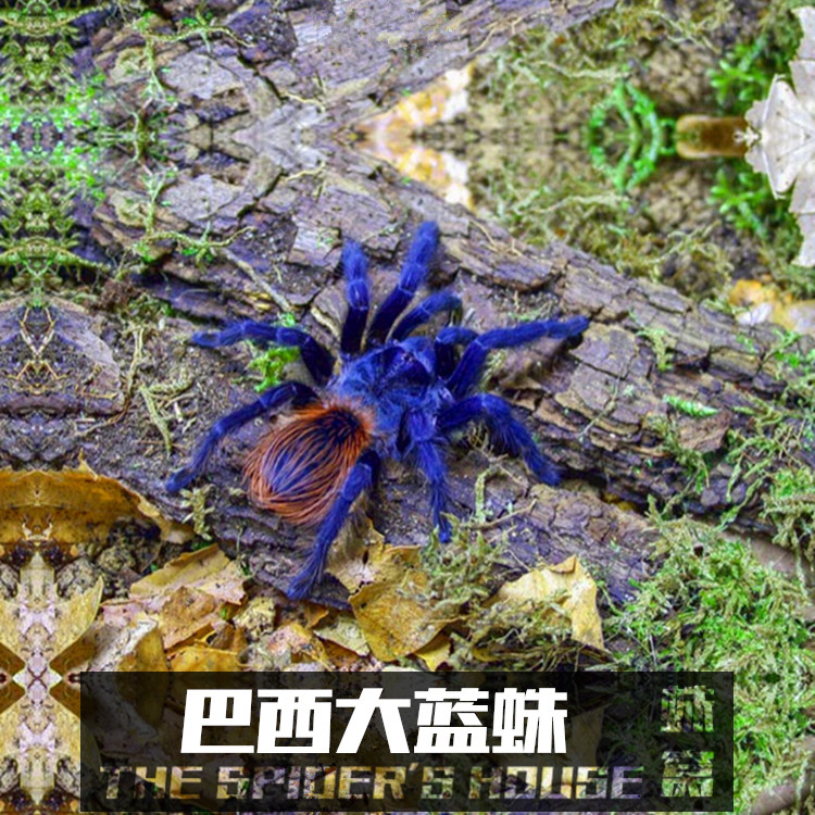 巴西大蓝蛛 1.5-4cm左右大幼体 宠物蜘蛛活体pterinopelma sazima