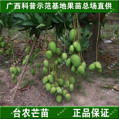 假一罚十台农1号芒果苗正宗嫁接矮化果树苗阳台盆栽植物当年结果