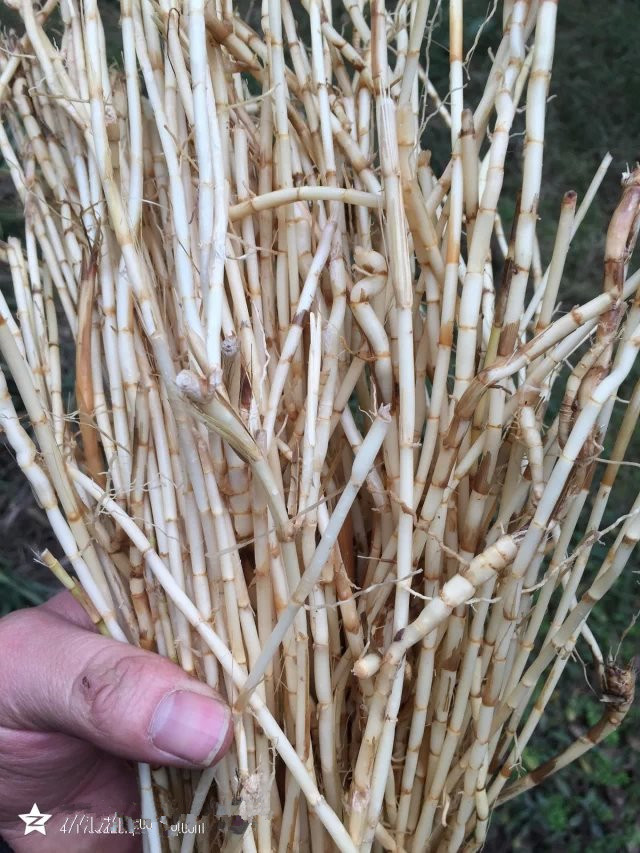 新鲜纯野生白茅根毛草根甜草根丝茅草根清热 血热 肺热 凉血