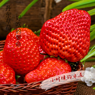 丹东草莓 99草莓 马家岗秸秆草莓 新鲜草莓 甜草莓 5斤装包邮