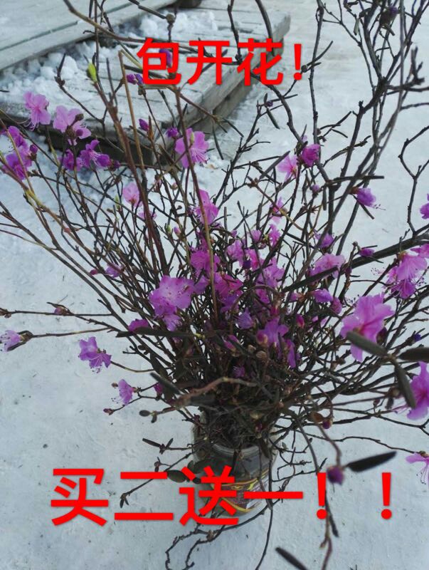 买2送1干杜鹃花枝金达莱达达香达子香花枝映山红干柴烈火花枝