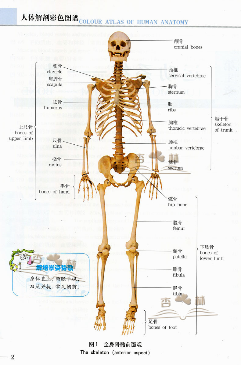 医学书正版【中英对照歌诀版】人体彩色解剖图谱 人体