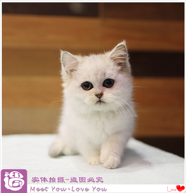 实体店出售纯种银渐层英国短毛猫幼猫 英短活体宠物猫小猫 包健康