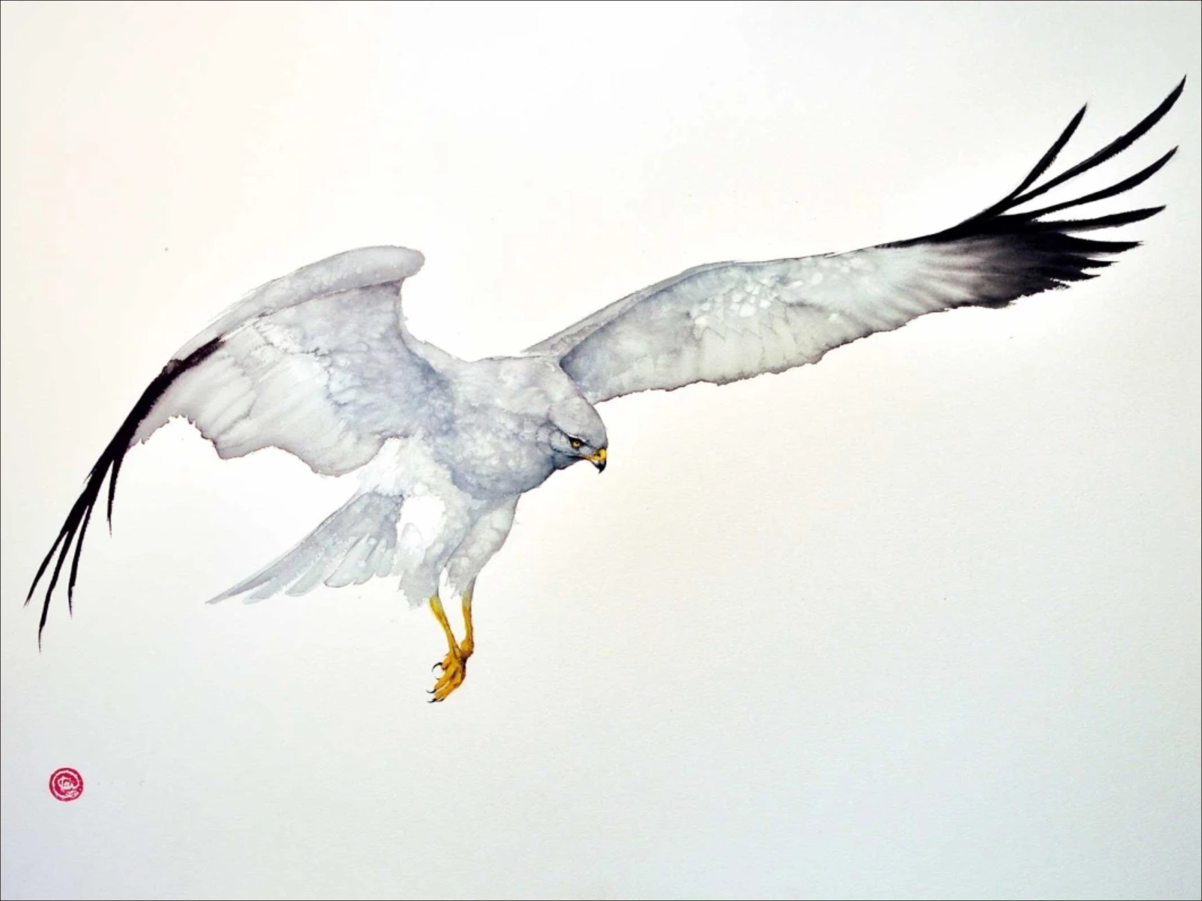 壁纸1024×768翱翔蓝天 飞翔的鸟图片 Computer Desktop of Flying Birds壁纸,翱翔蓝天-飞翔的鸟壁纸壁纸图片-动物壁纸-动物图片素材-桌面壁纸
