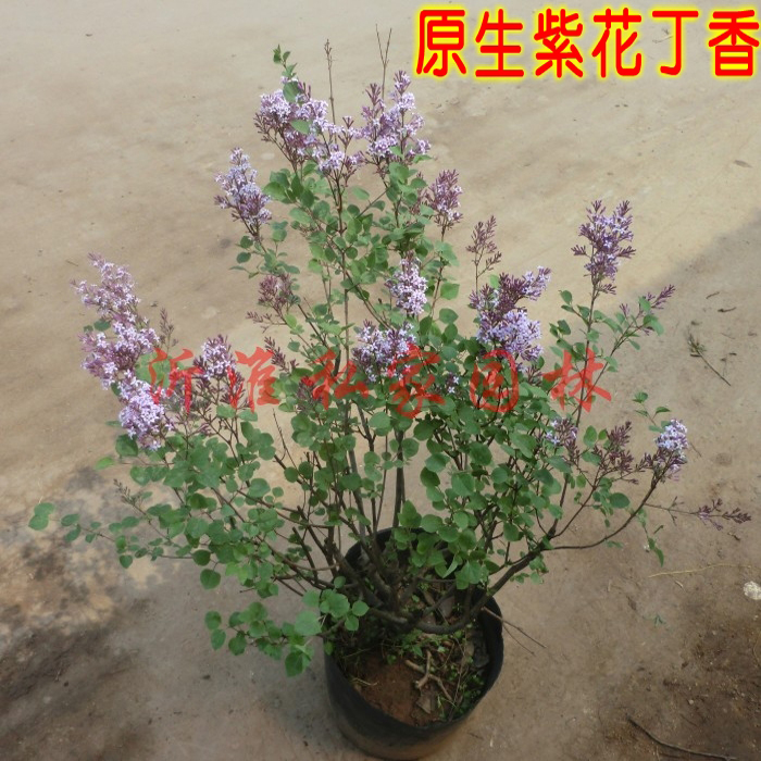 紫花丁香盆栽包邮 浓香花 大型丁香树 庭院绿化植物 原生丛生丁香