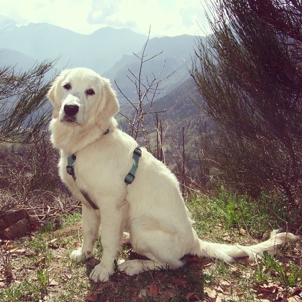 纯种狗狗金毛幼犬活体宠物狗长毛赛级猎犬
