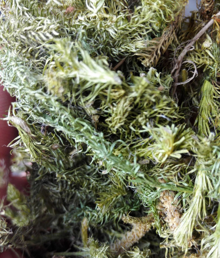 伸筋草石松狮子草天然野生舒筋草大伸筋绿毛伸筋透骨草500克