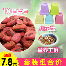 创意迷你刻字爱情魔豆种子 送土壤花盆 神奇带字小盆栽 包邮 套装