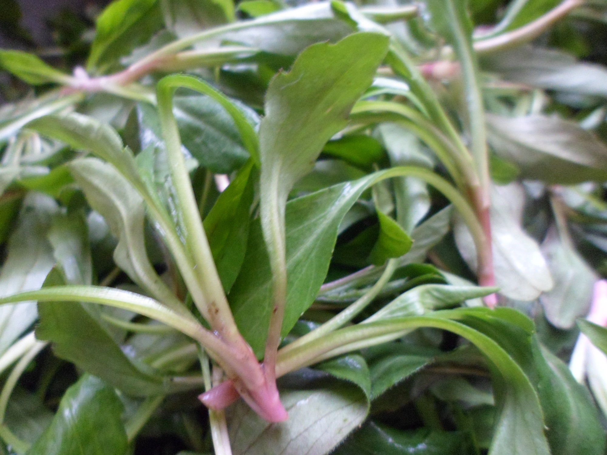 批发野菜马兰头种子野生马兰头种子马兰花种子马莲花种子林木马兰