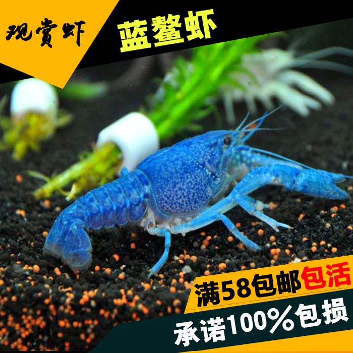 【观赏虾水族】熬虾 佛蓝虾 蓝熬虾虾 佛罗里达蓝魔虾 观赏虾