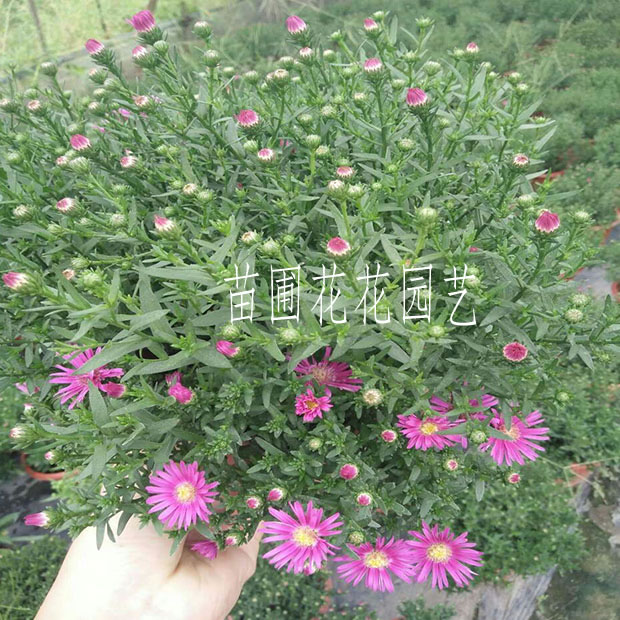 进口花卉【荷兰菊盆栽】荷兰进口 多年生花卉宿根耐寒