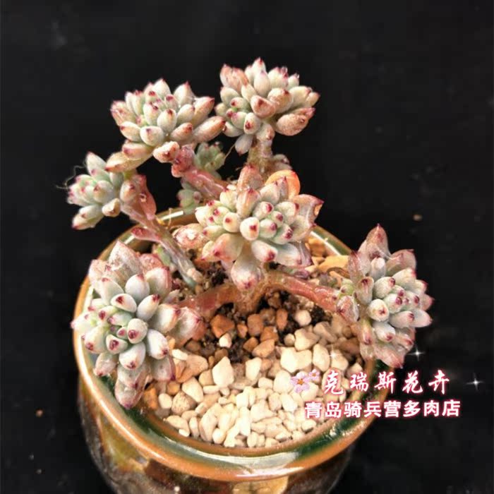 进口多肉植物 丸叶红美人单颗带跟带大桩 绿植花卉桌面盆栽